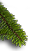 branch